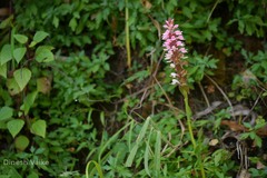 Satyrium nepalense